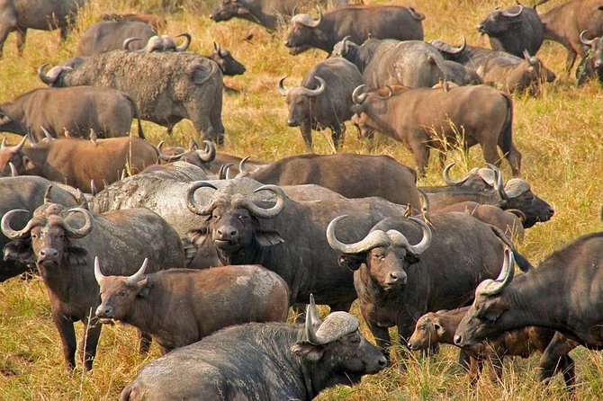 Dar Es Salaam: Mikumi Ulusal Parkında Gecelik Safari